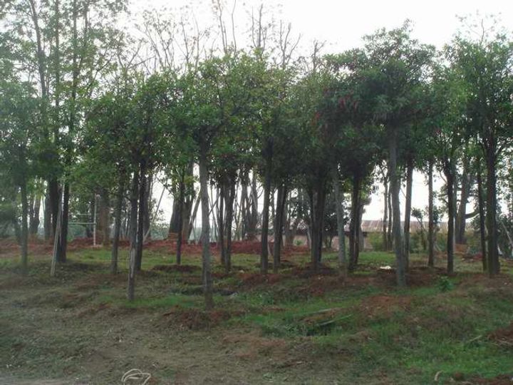 苗木培植基地1